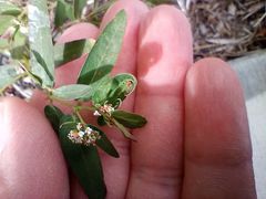 Euphorbia hypericifolia