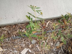 Euphorbia hypericifolia