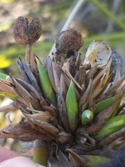 Bobartia macrospatha