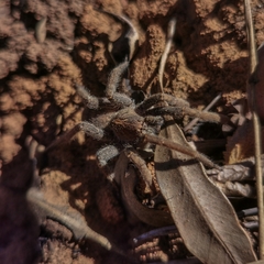 Centroctenus brevipes