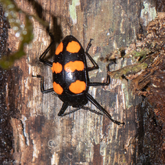 Scaphidomorphus bosci