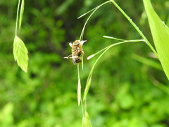 Megachile albitarsis