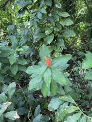 Costus scaber
