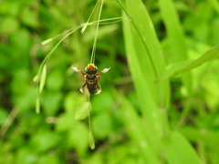 Megachile albitarsis