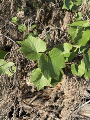 Vitis berlandieri