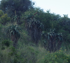 Aloe africana