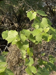 Vitis berlandieri