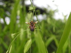 Megachile albitarsis