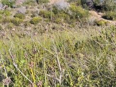 Bobartia macrospatha