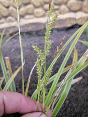 Carex lucorum