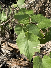 Vitis berlandieri