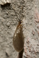 Sisyra terminalis