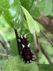 Parides photinus
