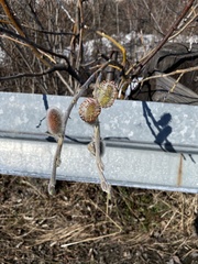 Salix alaxensis
