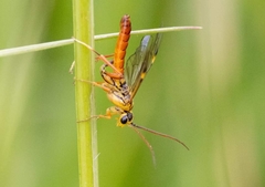 Tenthredopsis litterata