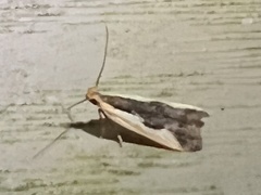 Dichomeris inserrata