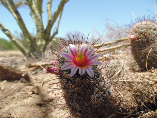 Graham's fishhook cactus (Cochemiea grahamii)