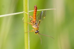 Tenthredopsis litterata