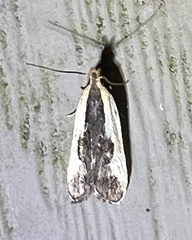 Dichomeris inserrata