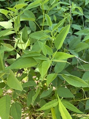 Orbexilum onobrychis