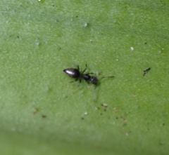 Technomyrmex albipes