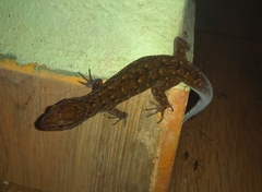 Gymnodactylus darwinii