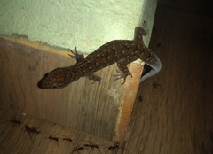 Gymnodactylus darwinii
