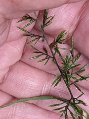 Catapodium rigidum majus