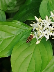 Epistrophe grossulariae