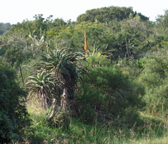 Aloe africana