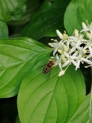 Epistrophe grossulariae