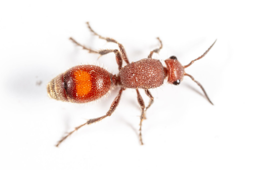 Dasymutilla macilenta