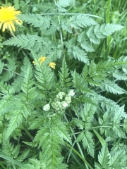 Anthriscus sylvestris