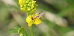 Sphegina sibirica