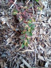 Euphorbia maculata