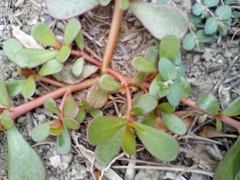 Portulaca oleracea