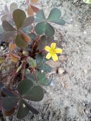 Oxalis