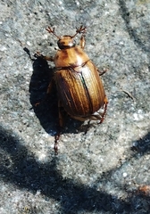 Amphimallon solstitiale