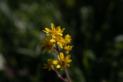 Ligularia glauca