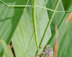 Pijnackeria