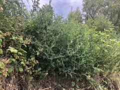 Lathyrus jepsonii jepsonii