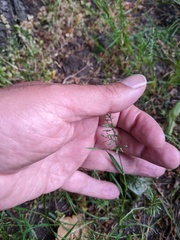 Catapodium rigidum majus