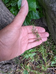 Catapodium rigidum majus