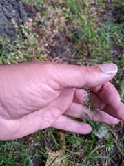 Catapodium rigidum majus