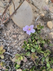 Ruellia pilosa