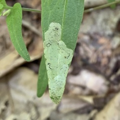 Liriomyza pistilla
