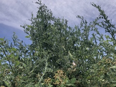Lathyrus jepsonii jepsonii
