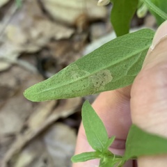 Liriomyza pistilla