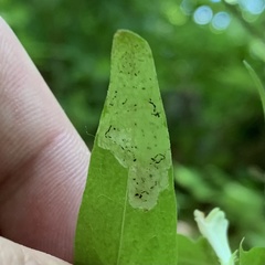 Liriomyza pistilla