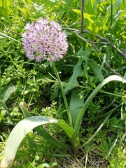 Allium hollandicum